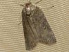 Nycteola sp.